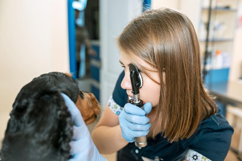 Exames oftalmológicos de rotina para cães e gatos: Por que são importantes?