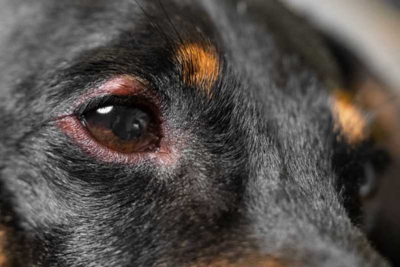 Atendimento Oftalmológico Cachorros Mansões Santo Antônio - Atendimento Oftalmológico para Cães