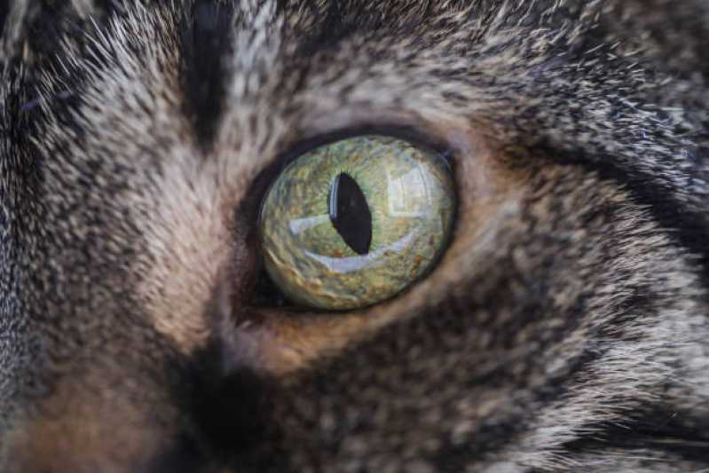 Atendimento Oftalmológico para Animais Perto de Mim Clínica Santo Antônio de Posse - Atendimento Oftalmológico para Gatos