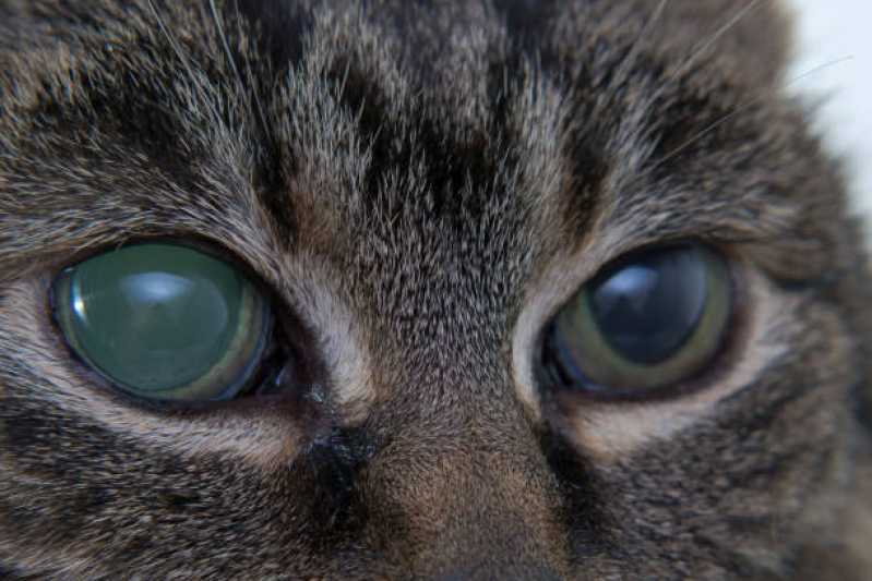 Atendimento Oftalmológico para Gatos Clínica Vinhedo - Atendimento Oftalmológico para Cães