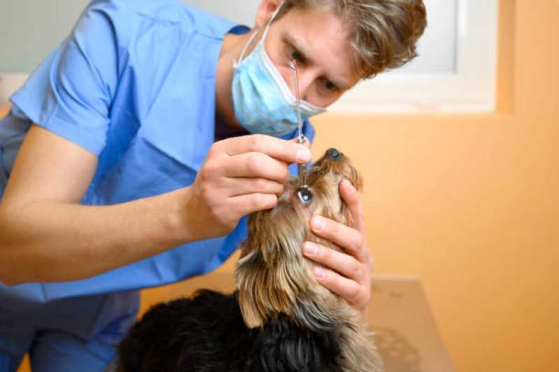 Cirurgia de Catarata Cachorros Jaguariúna - Cirurgia de Catarata Veterinária