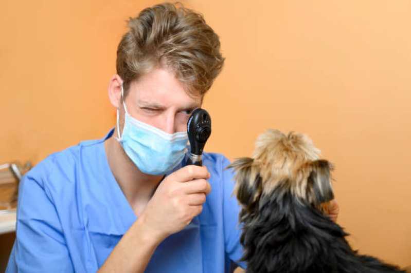 Cirurgia de Catarata em Cachorro Clínica Monte Mor - Cirurgia de Catarata em Cães