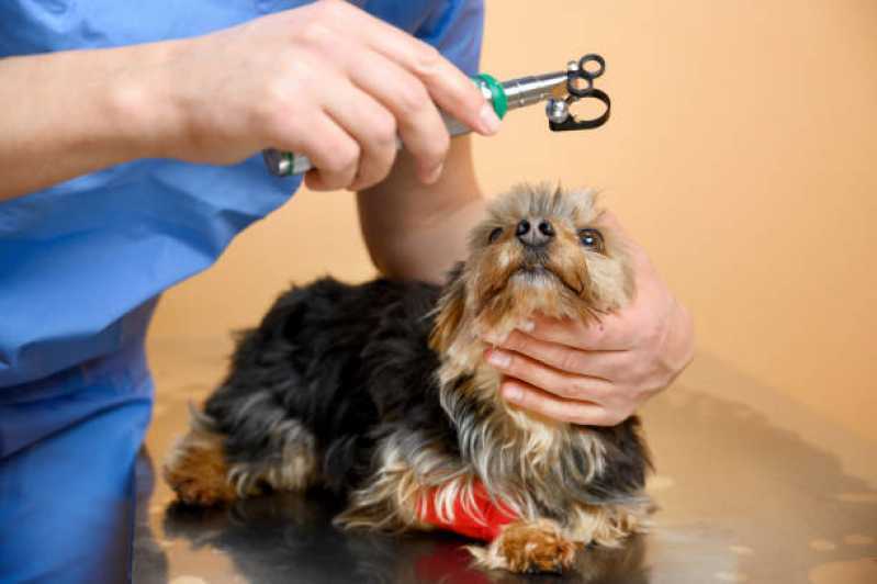Clínica Especializada em Cirurgia de Catarata Cachorros Nova Odessa - Cirurgia de Catarata para Cães