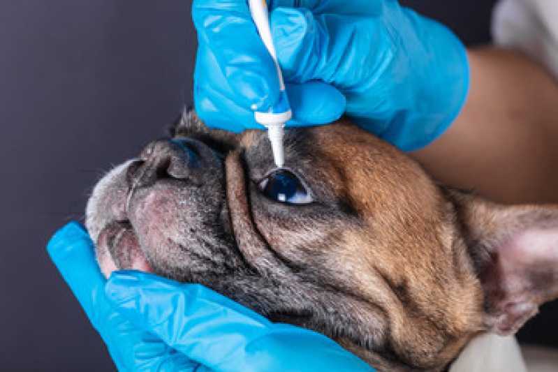 Clínica Oftalmológica para Cachorros Parque dos Alecrins - Clínica Oftalmológica para Pet