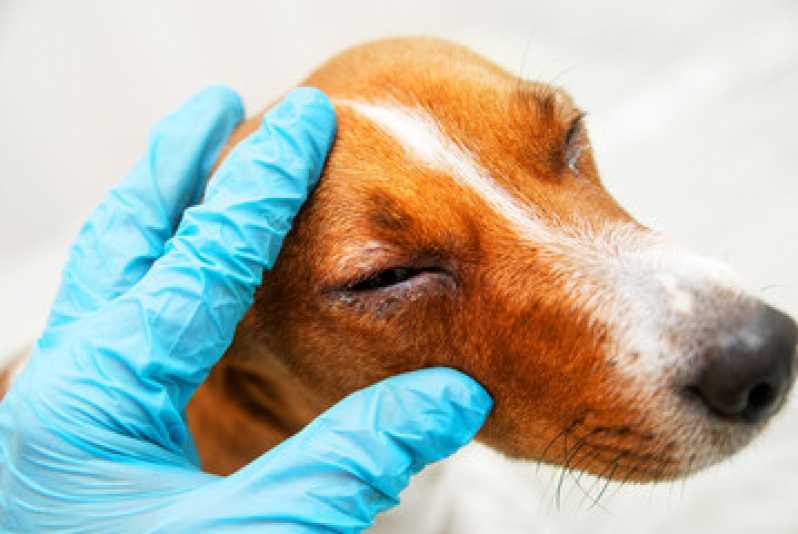Clínica Oftalmológica para Pet Telefone Jardim Rossin - Clínica Oftalmológica para Cães Vinhedo