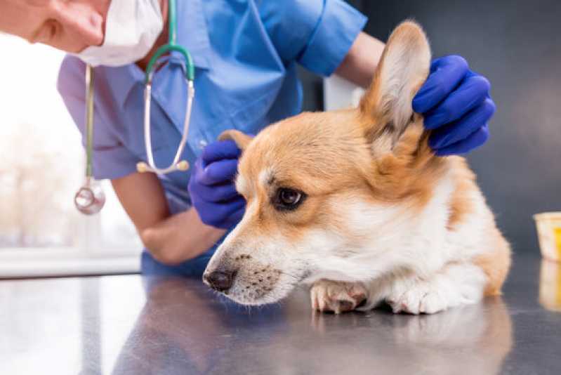 Clínica Veterinária Oftalmológica Cachorro Sumaré - Clínica Veterinária Oftalmológica para Animais de Estimação