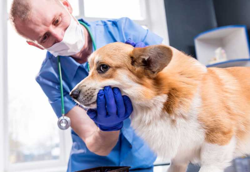 Clínica Veterinária Oftalmológica de Cães e Gatos Telefone Mogi Mirim - Clínica Veterinária Oftalmológica Animal