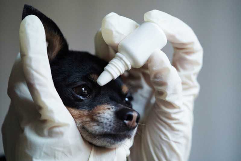 Consulta Veterinária Oftalmológica para Animais Marcar Paulínia - Consulta Veterinária Oftalmológica para Cães