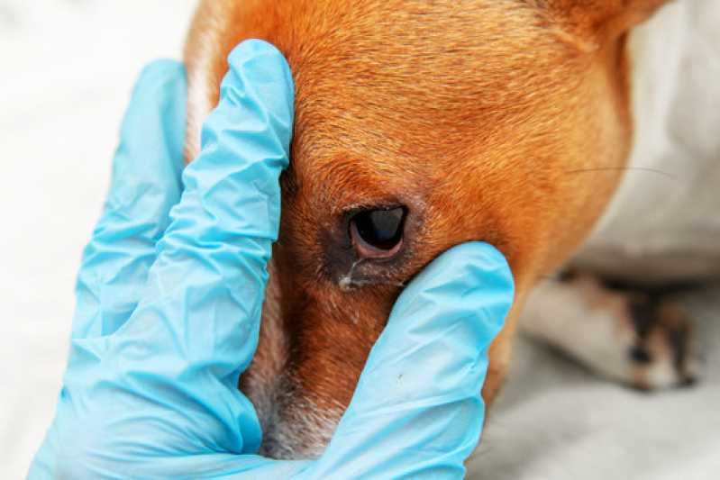 Consulta Veterinária Oftalmológica para Animais Taquaral - Consulta Veterinária Oftalmológica para Pet