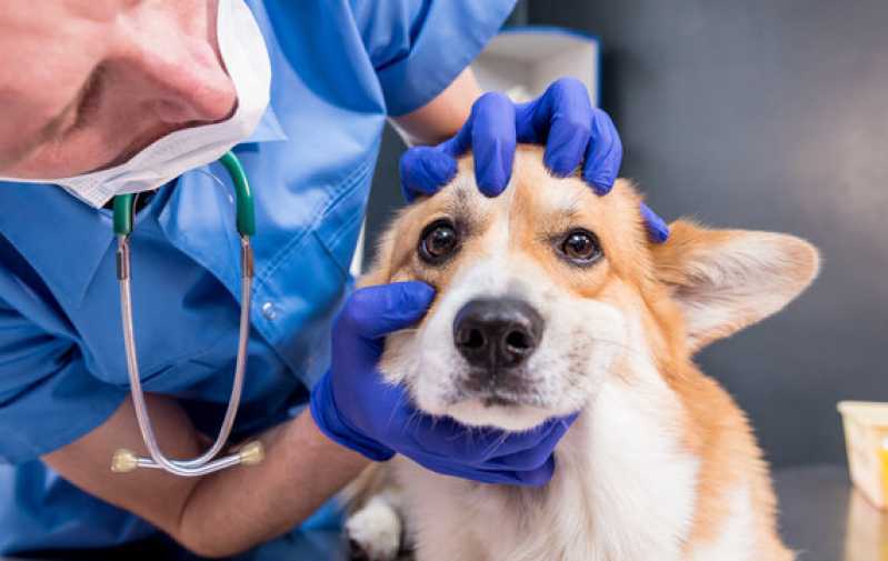 Consulta Veterinária Oftalmológica para Cães Marcar Americana - Consulta Veterinária Oftalmológica