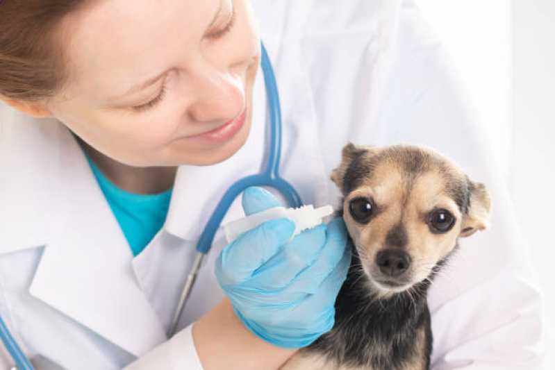 Eletrorretinografia Cachorro Vinhedo - Eletrorretinografia para Animais de Pequeno Porte