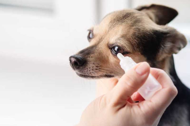 Eletrorretinografia para Pets Agendar Taquaral - Eletrorretinografia para Cachorros