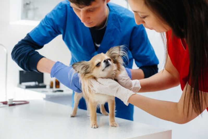 Endereço de Clínica Oftalmológica para Animais Perto de Mim Jardim Ipaussurama - Clínica Oftalmológica para Pet