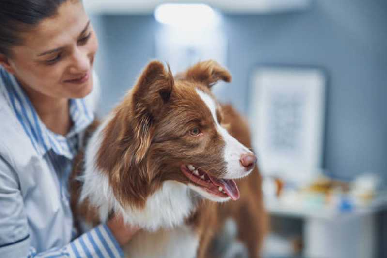Exame Ubm para Cachorros Marcar Nova Campinas - Exame Ubm para Pet