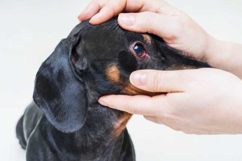 Oftalmologia Animal Agendar Sousas - Oftalmologia Canino