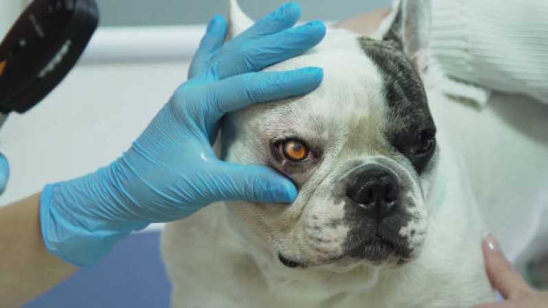 Oftalmologia Canina Gramado - Oftalmologia Canino