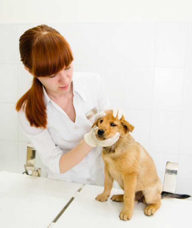 Oftalmologista para Cães e Gatos Residencial Entre Verdes - Oftalmologista para Pet