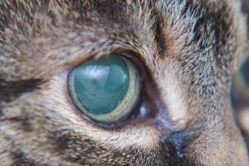 Onde Agendar Oftalmologia para Animais de Pequeno Porte Americana - Oftalmologia para Gatos