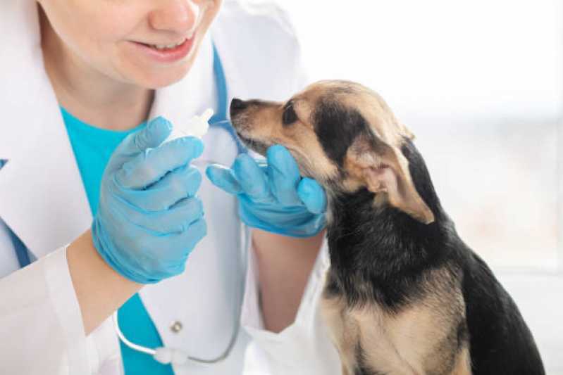 Onde Marcar Eletrorretinografia para Pet Americana - Eletrorretinografia para Cachorros