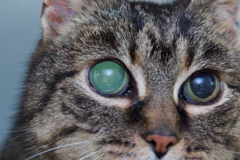 Onde Tem Atendimento Oftalmológico para Gatos Parque dos Alecrins - Atendimento Oftalmológico para Animais Perto de Mim