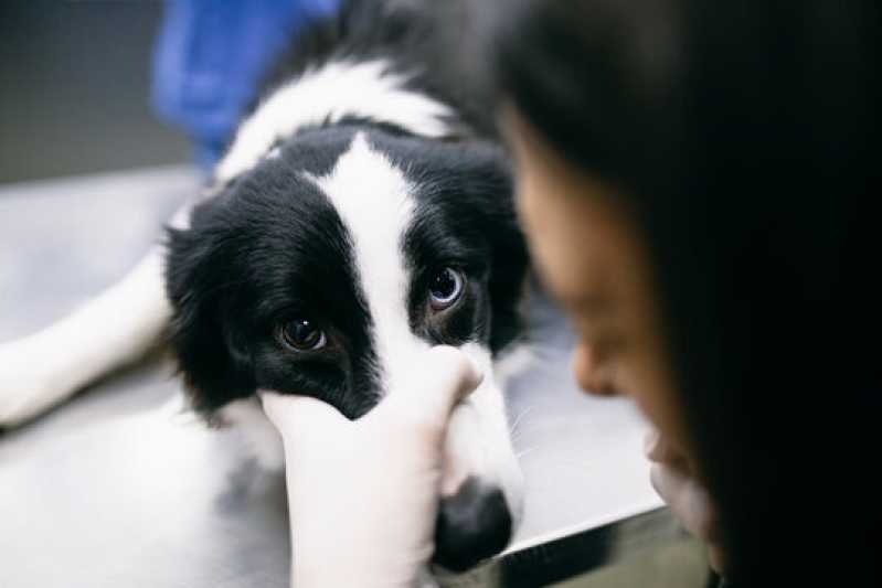 Onde Tem Consulta Veterinária Oftalmológica para Animais Pedreira - Consulta Veterinária Oftalmológica para Cães