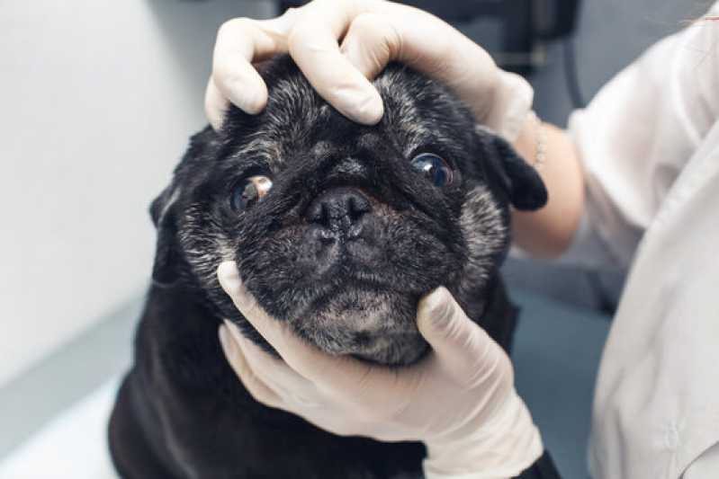 Onde Tem Consulta Veterinária Oftalmológica para Cães Pedreira - Consulta Veterinária Oftalmológica Animal