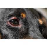 atendimento oftalmológico cachorros Parque da Hípica