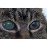 atendimento oftalmológico para gatos clínica Alphaville Campinas Mogi,