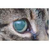 atendimento oftalmológico para gatos Jardim Morumbi
