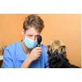 cirurgia de catarata para cães clínica Vila Mimosa