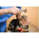 clínica especializada em cirurgia de catarata canina Alphaville Dom Pedro 1