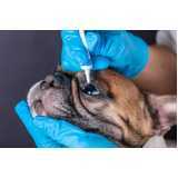 clínica oftalmológica cachorros Sumaré