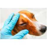clínica oftalmológica para cachorros telefone Alphaville Dom Pedro 2