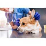 clínica veterinária oftalmológica cachorro Nova Campinas