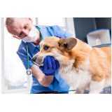 clínica veterinária oftalmológica para cães telefone Parque Prado