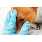 consulta veterinária oftalmológica animal  Araras