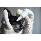 consulta veterinária oftalmológica cachorro marcar Residencial Entre verdes