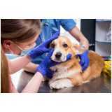 consulta veterinária oftalmológica para cães Residencial Entre verdes