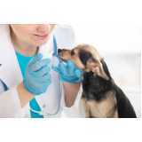 Eletrorretinografia para Pets