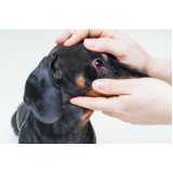 Oftalmologia para Cães