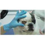 oftalmologia para cães e gatos Sousas