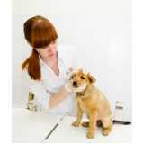 oftalmologista para cães e gatos Residencial Entre verdes