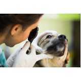onde marcar oftalmologista canino Parque da Hípica