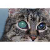 onde tem atendimento oftalmológico para gatos Mansões Santo Antônio