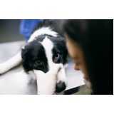 onde tem consulta veterinária oftalmológica de cães e gatos Alphaville Dom Pedro 3