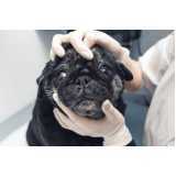 onde tem consulta veterinária oftalmológica para cães Jardim das Oliveiras