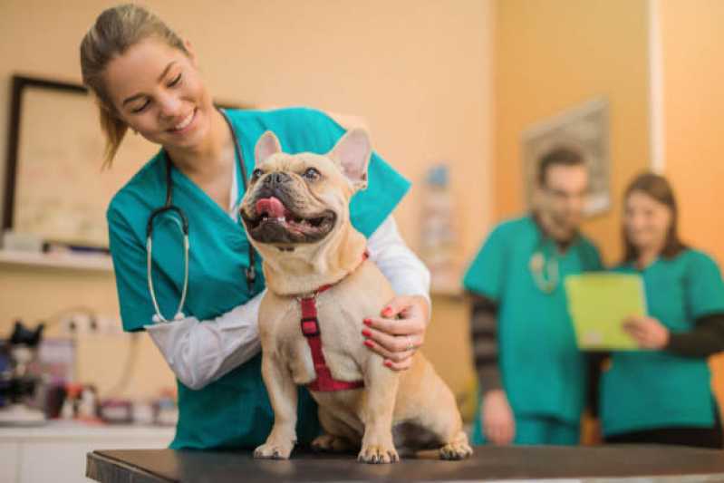 Ultrassonografia Ocular para Cães Agendar Americana - Ultrassonografia Ocular para Pets